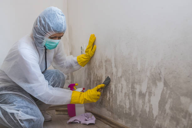 Best Mold Remediation for Specific Building Types in Sylacauga, AL