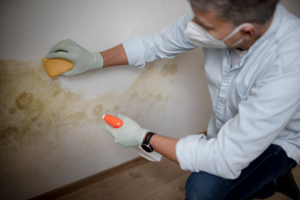 Professional Mold Remediation in Sylacauga, AL